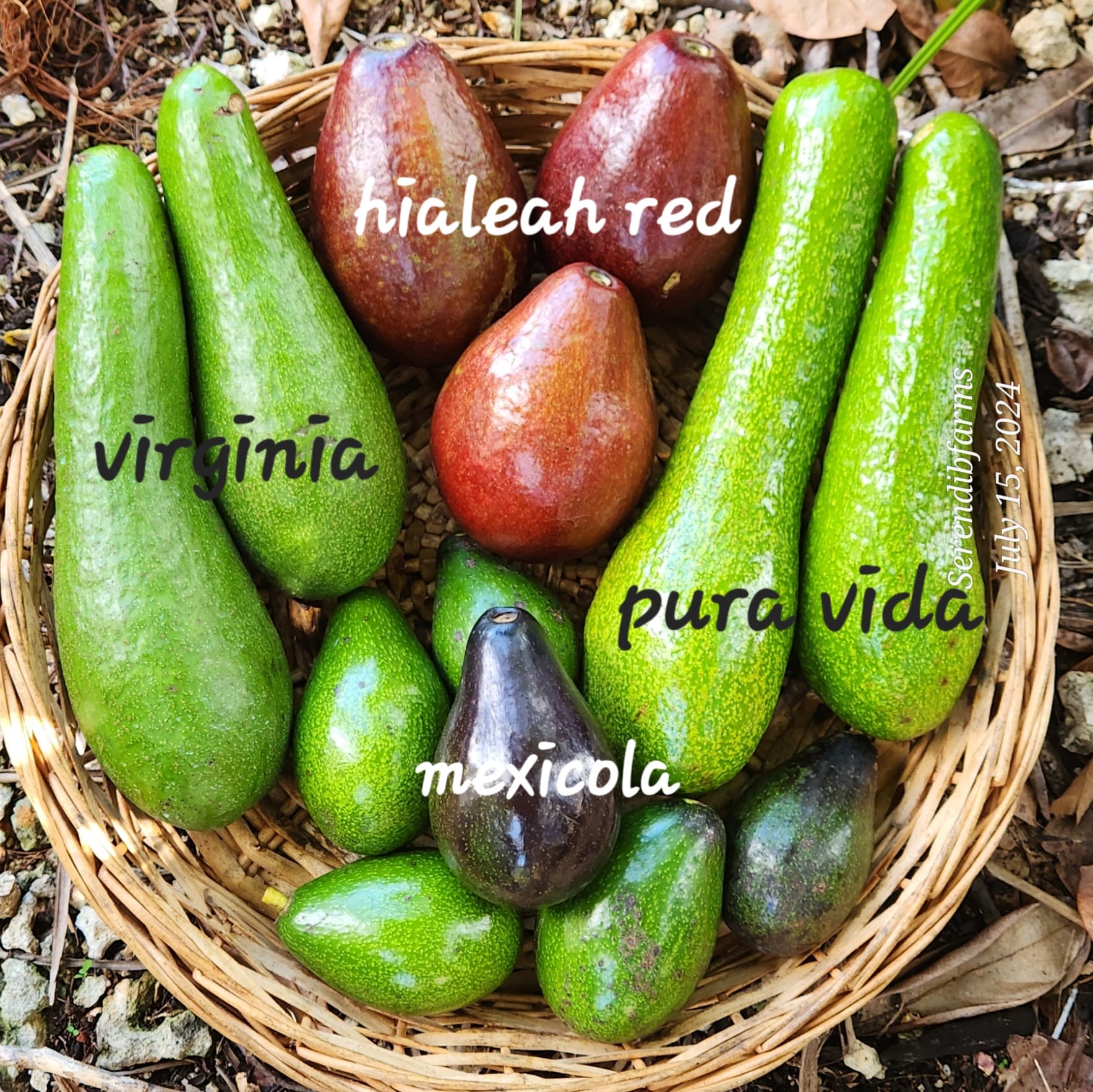 Fruit Variety Picture